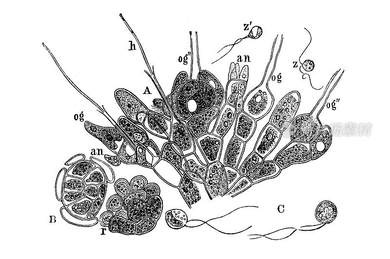 原生质coleochaete pulvinata